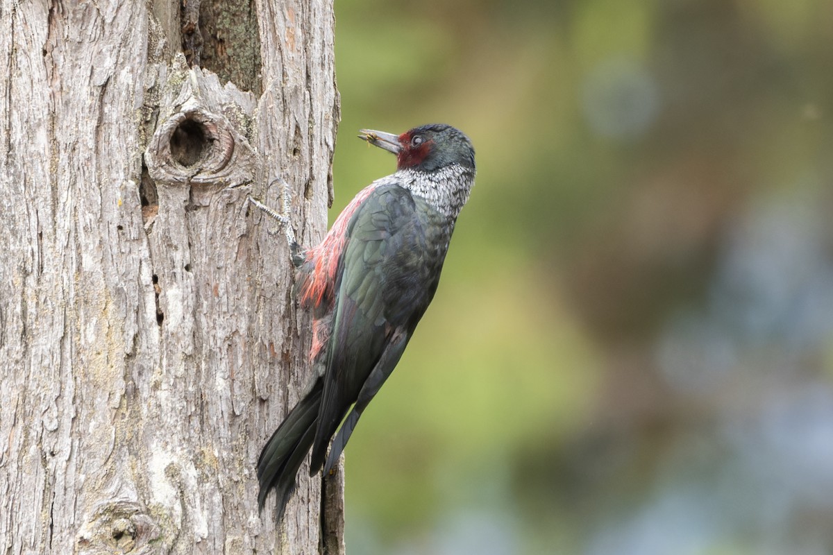 Lewis's Woodpecker - ML624263648