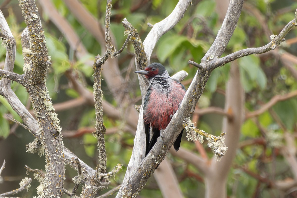 Lewis's Woodpecker - ML624263650