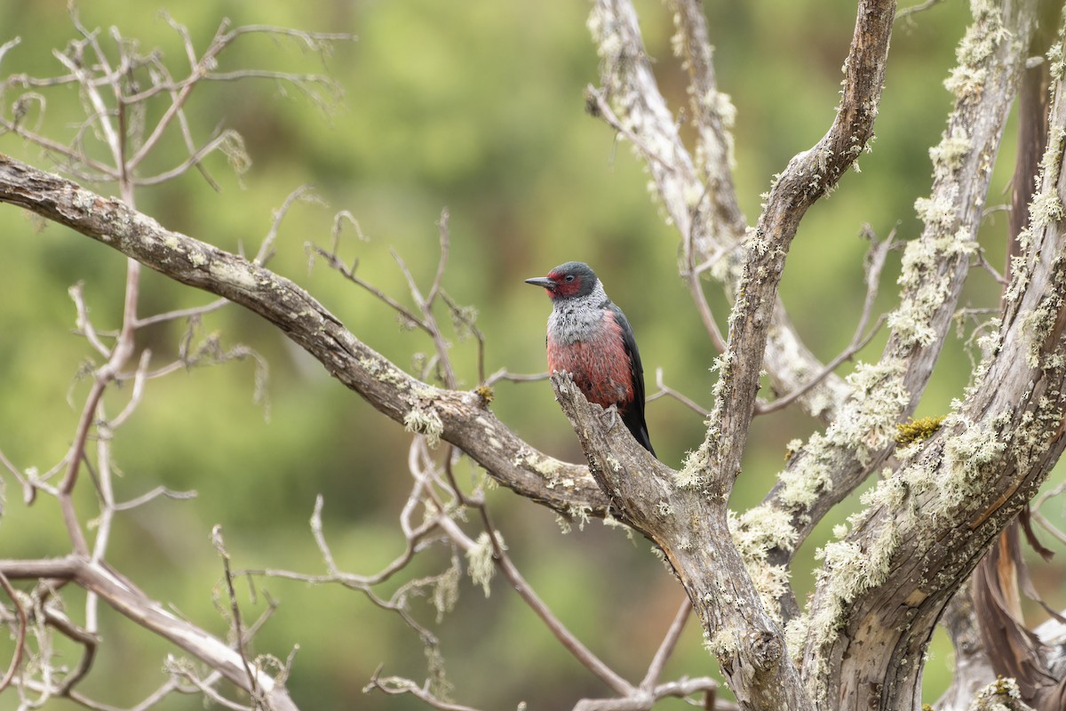 Lewis's Woodpecker - ML624263664