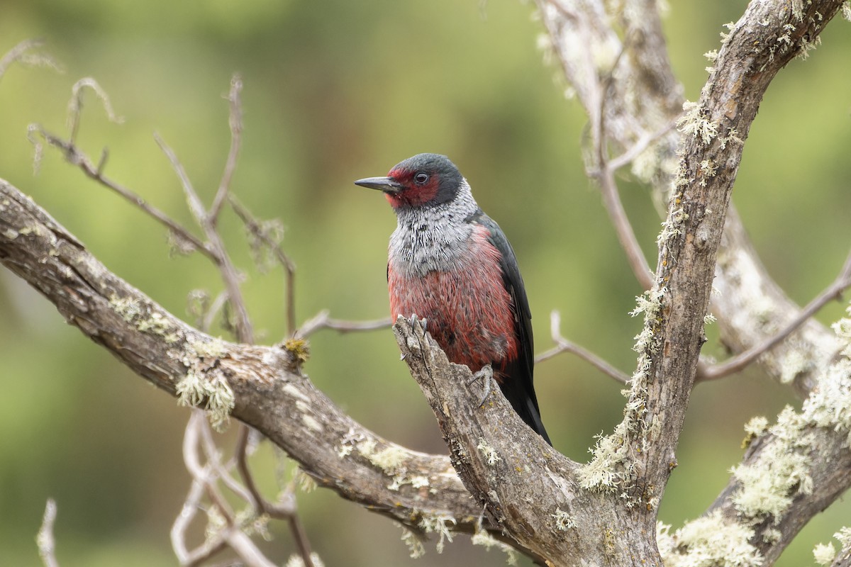 Lewis's Woodpecker - ML624263667