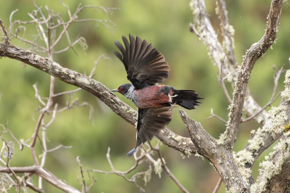 Lewis's Woodpecker - ML624263671