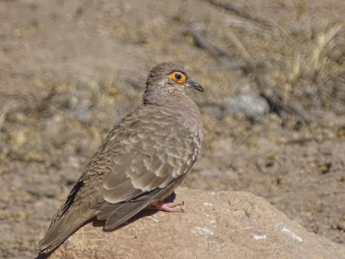 Bare-faced Ground Dove - ML624263754