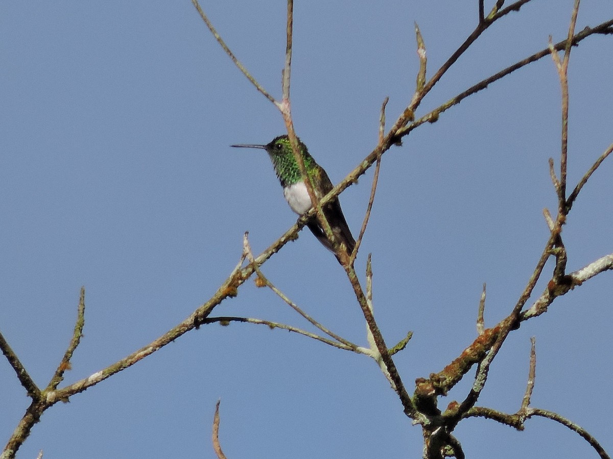 Snowy-bellied Hummingbird - ML624264005