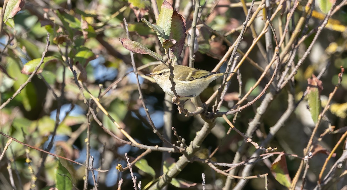 Yellow-browed Warbler - Brian Small