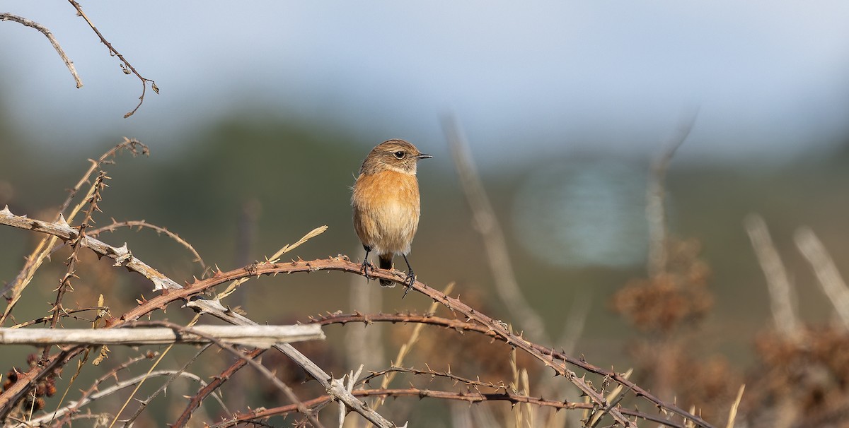 European Stonechat - Brian Small