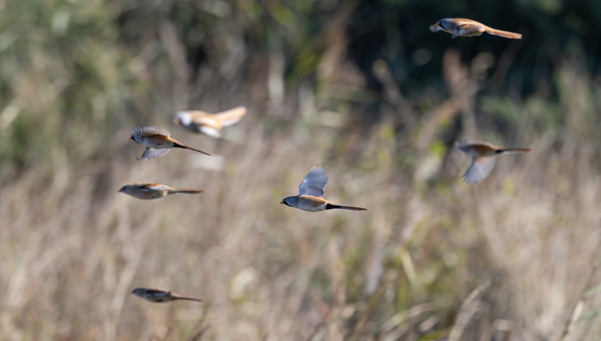 Bearded Reedling - Brian Small