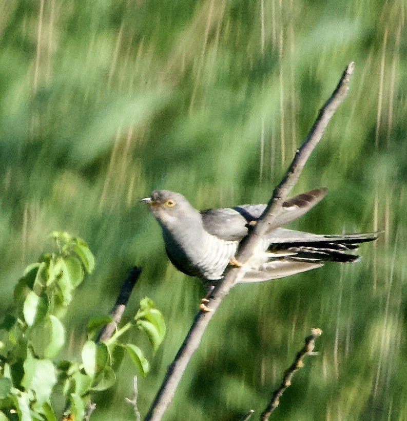 קוקיה אירופית - ML624264262