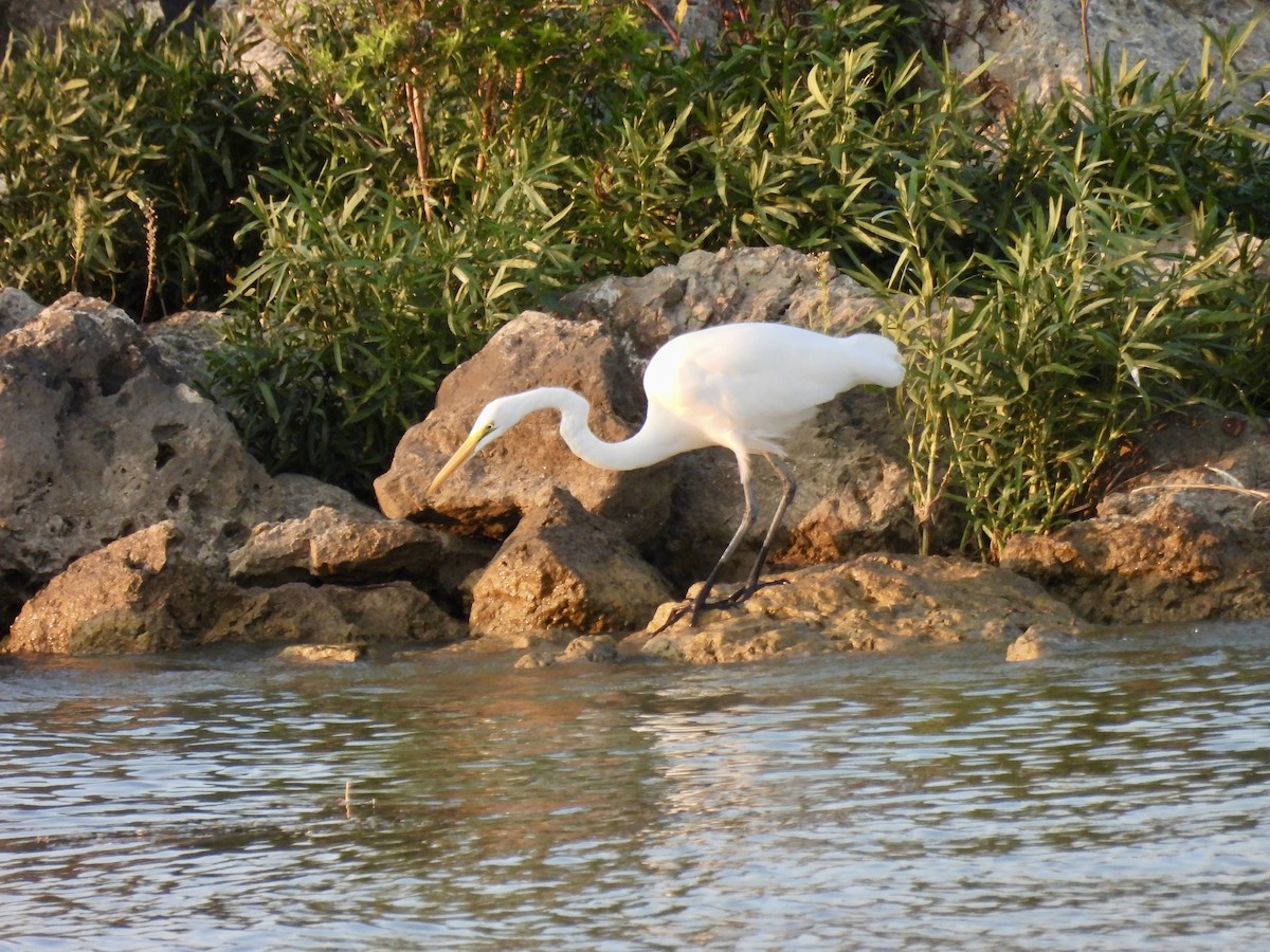 Great Egret - ML624264265