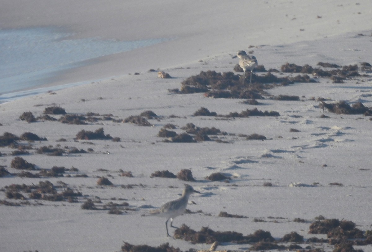 Black-bellied Plover - ML624264327