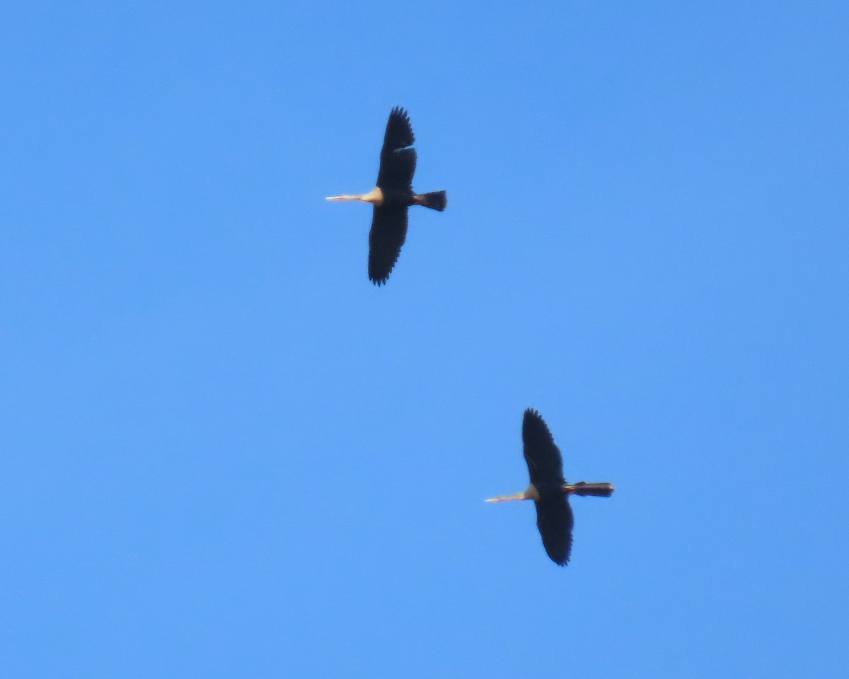 Anhinga - ML624264396