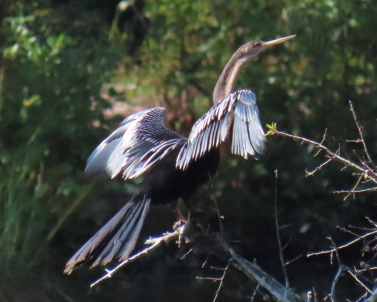 Anhinga - ML624264397