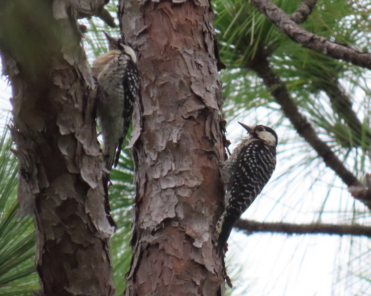 Red-cockaded Woodpecker - Karen Hogan