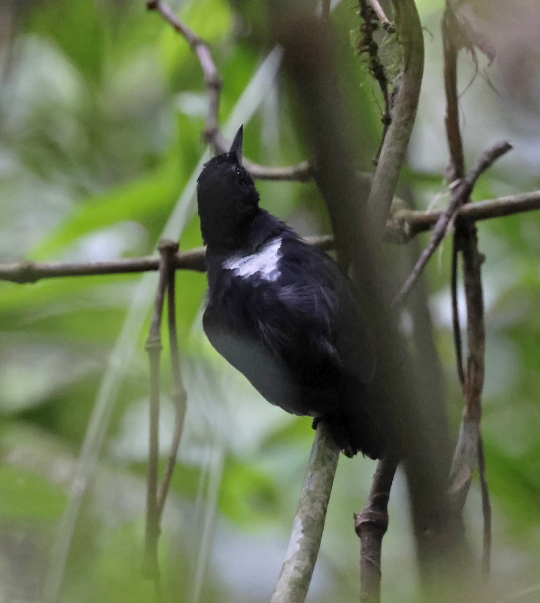 Black Bushbird - ML624264547