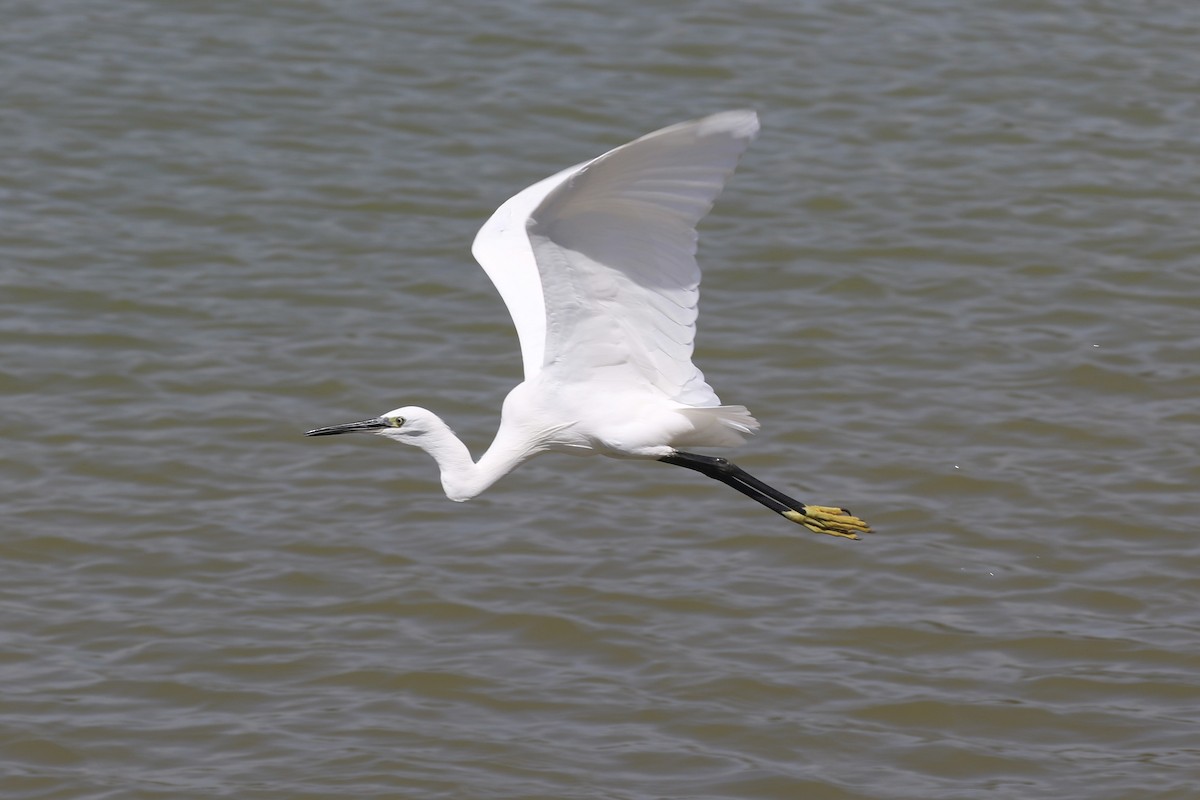 Little Egret - Sabrina Hepburn