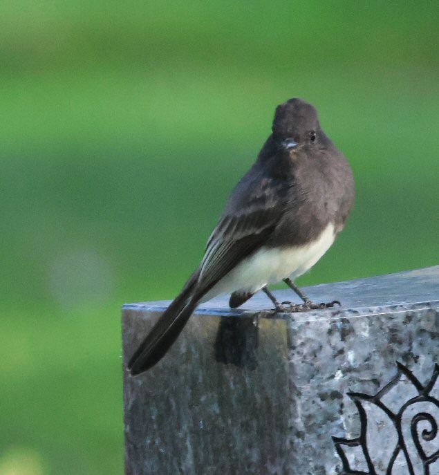 Black Phoebe - ML624264657