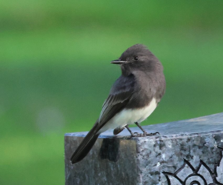 Black Phoebe - ML624264658