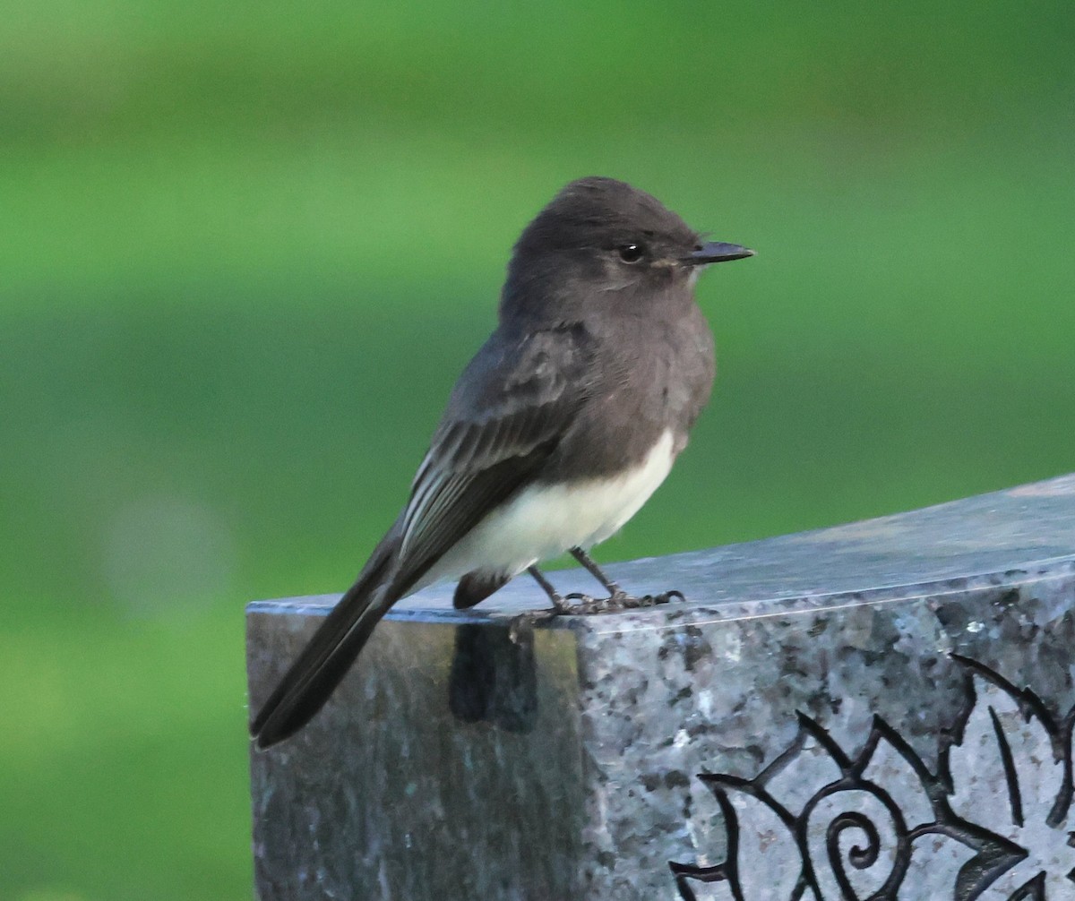 Black Phoebe - ML624264659