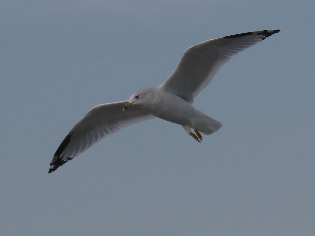 Ring-billed Gull - ML624264679