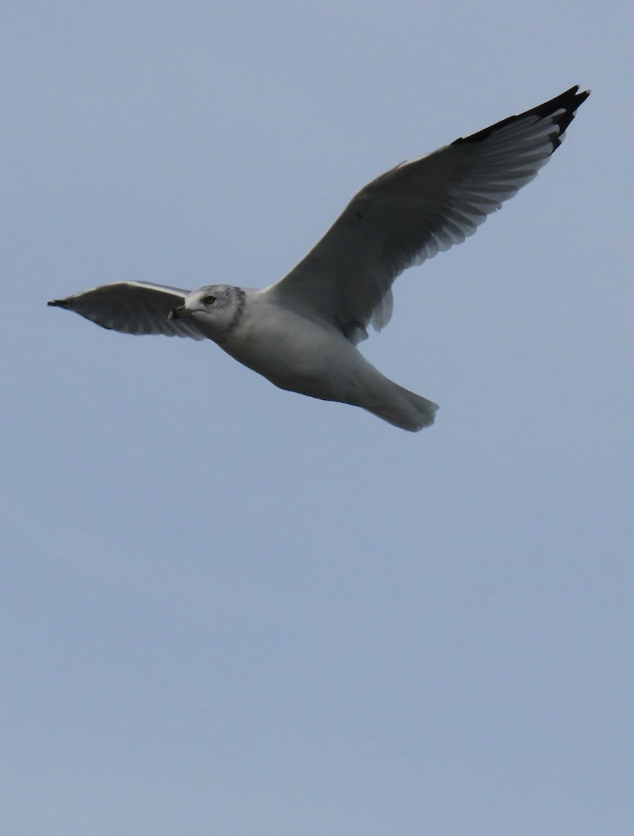 Ring-billed Gull - ML624264680