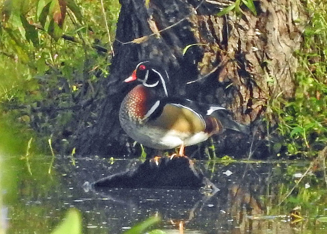 Canard branchu - ML624264707