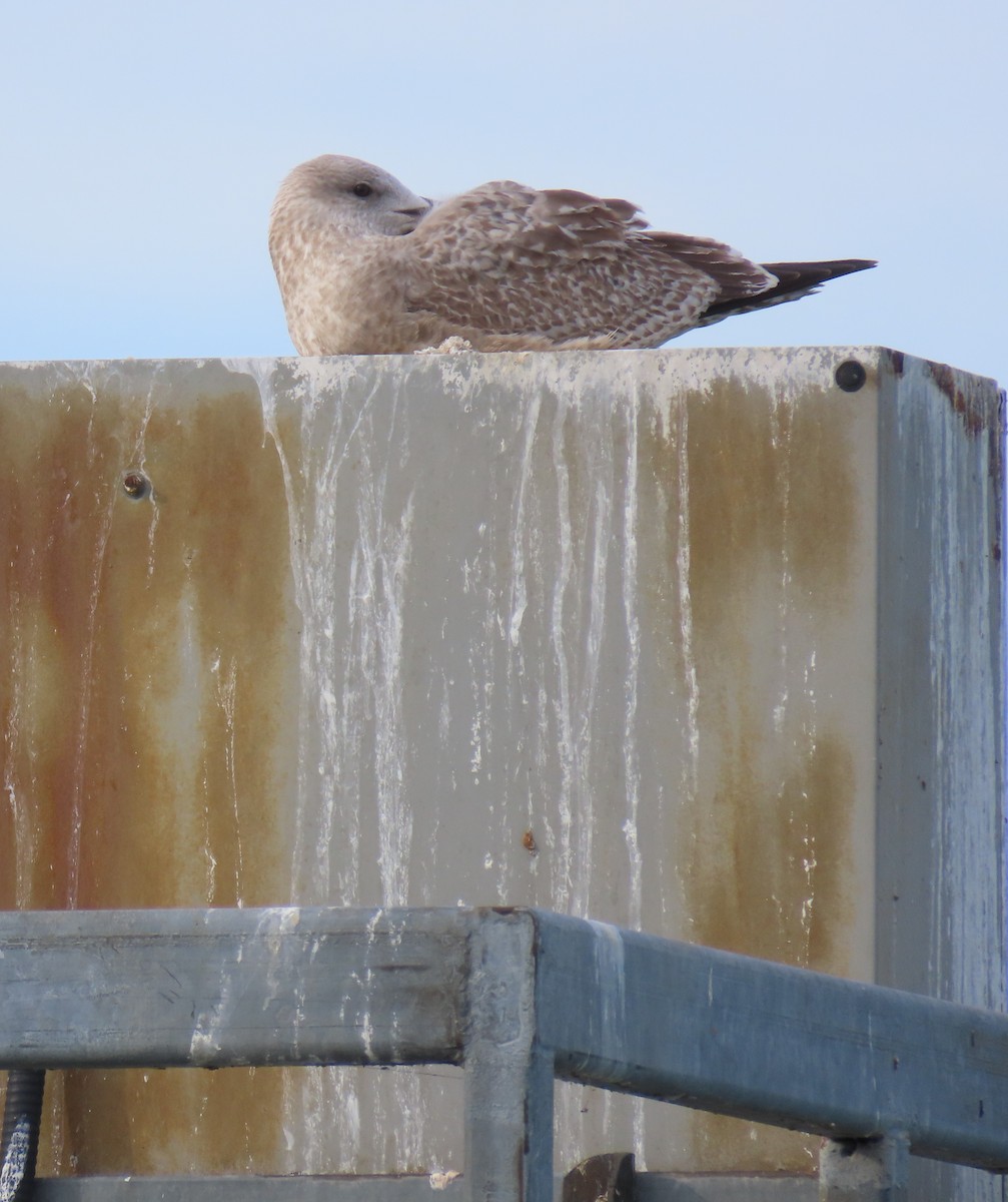 American Herring Gull - ML624264725