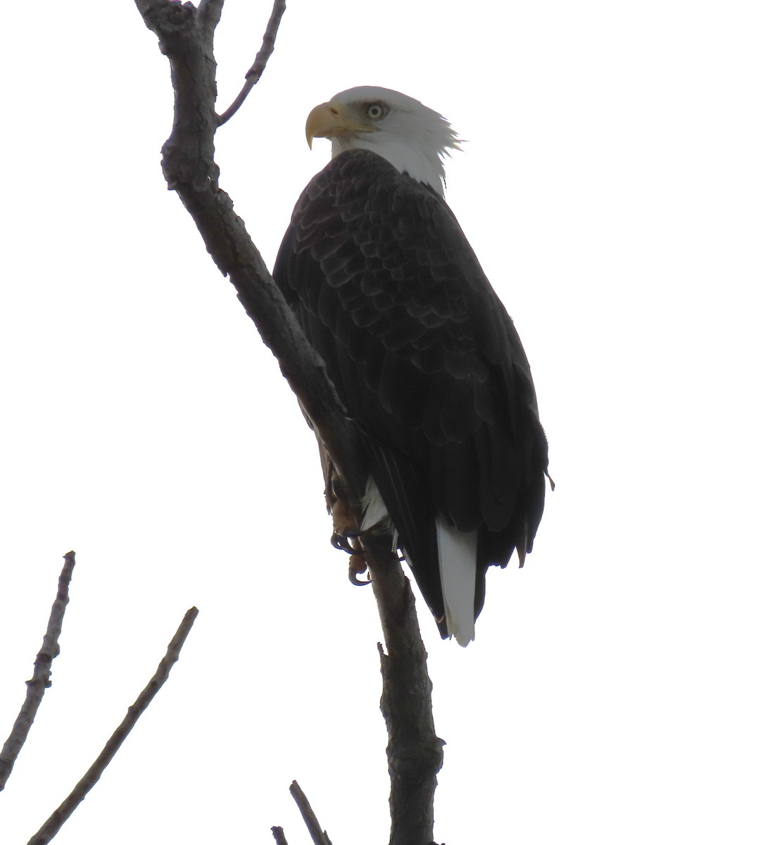 Bald Eagle - ML624264737