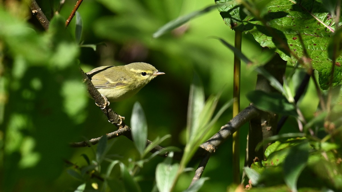 Green Warbler - ML624264802