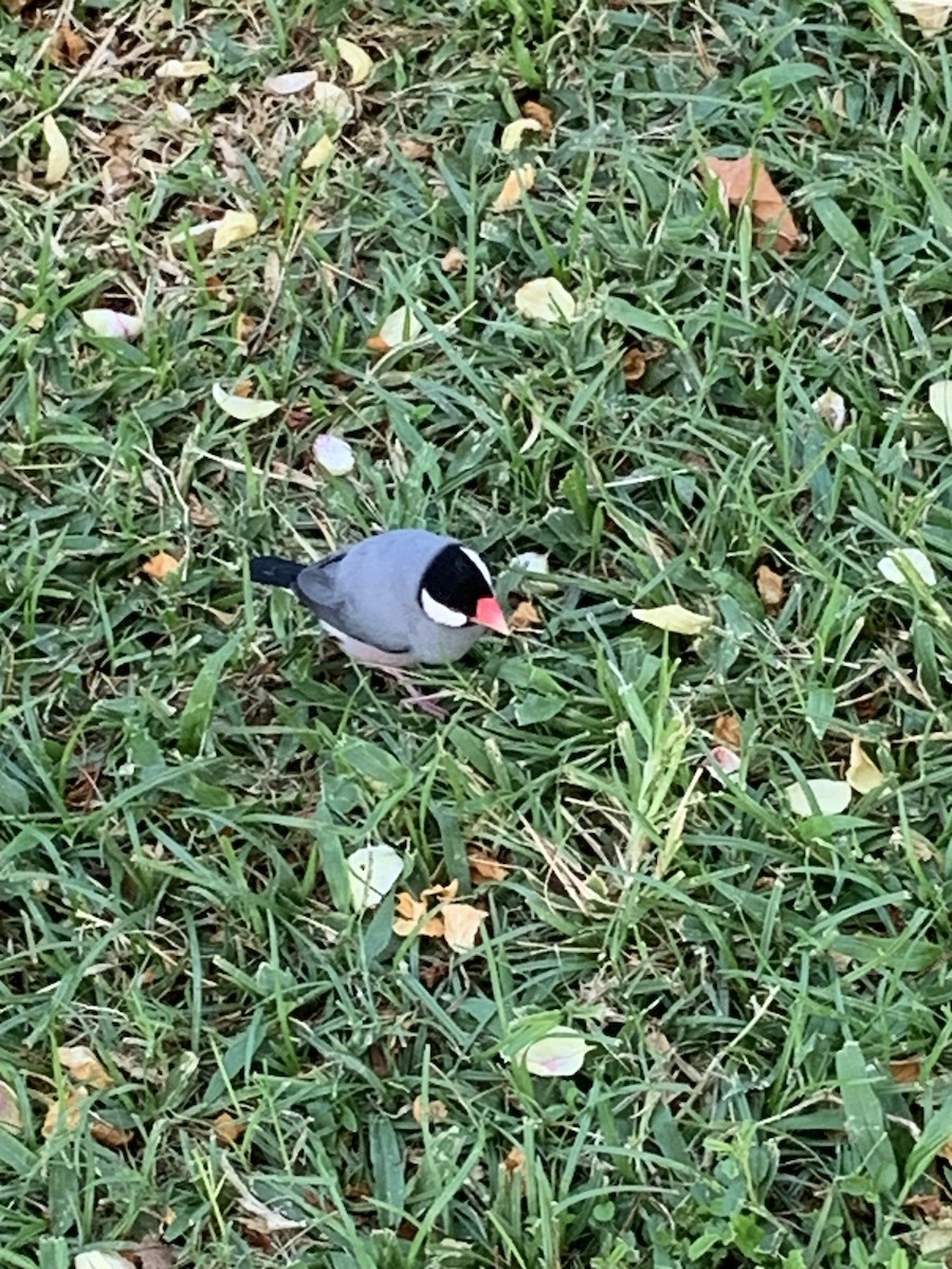 Java Sparrow - ML624264814