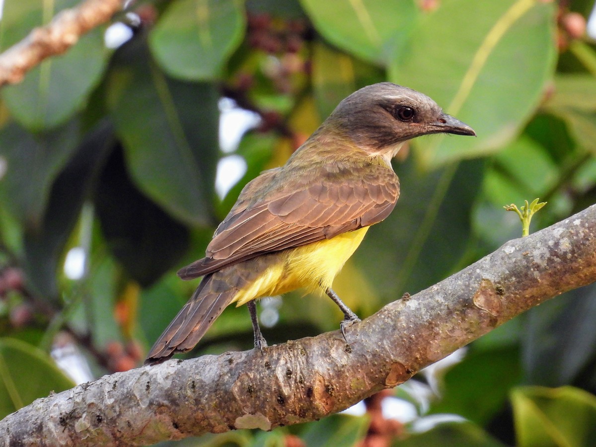 Sulphury Flycatcher - ML624264886