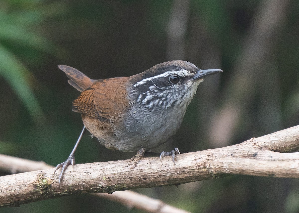 Munchique Wood-Wren - ML624264892