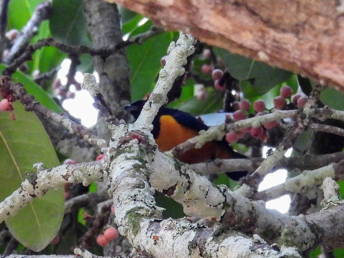 Rufous-bellied Euphonia - ML624264908