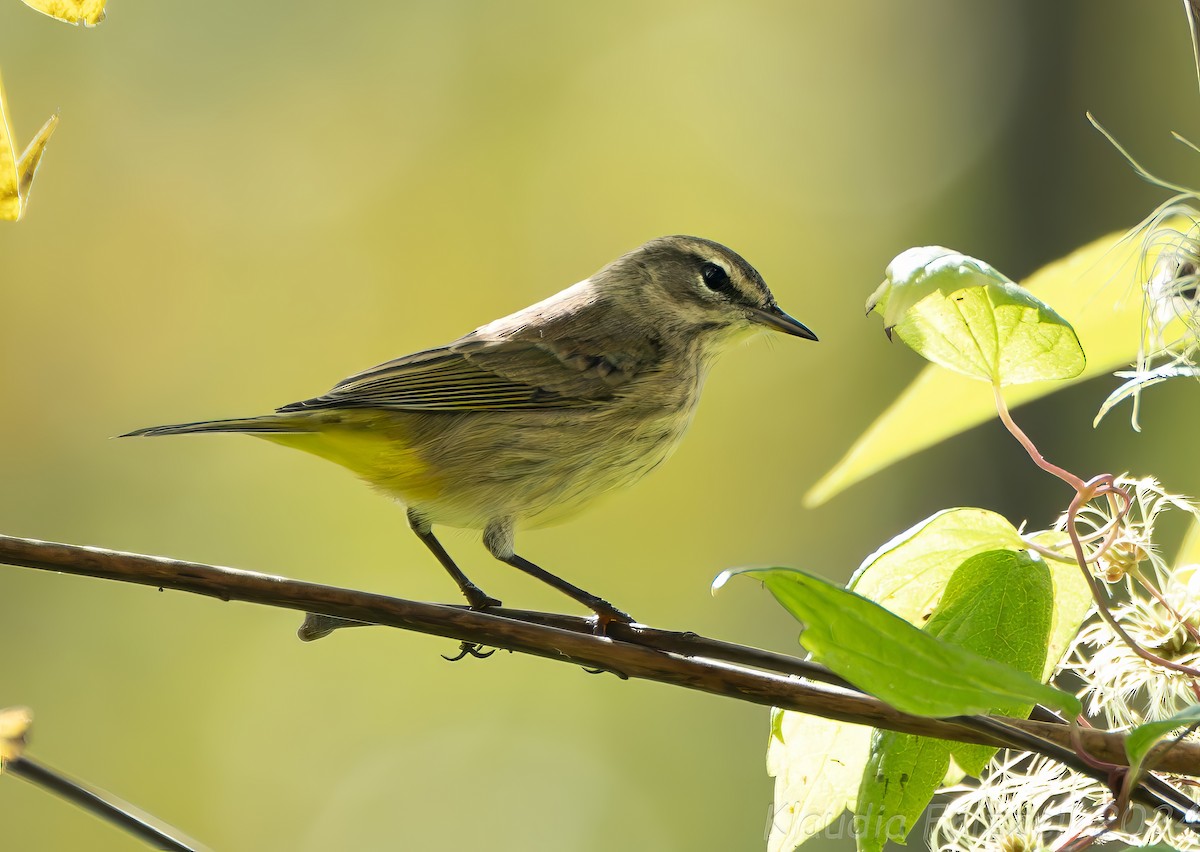 Palm Warbler - ML624265012