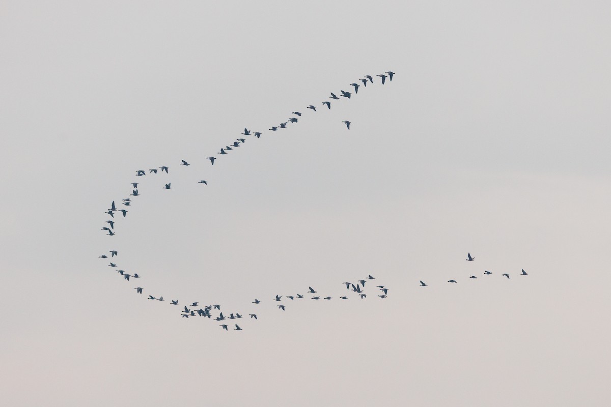 Pink-footed Goose - ML624265038