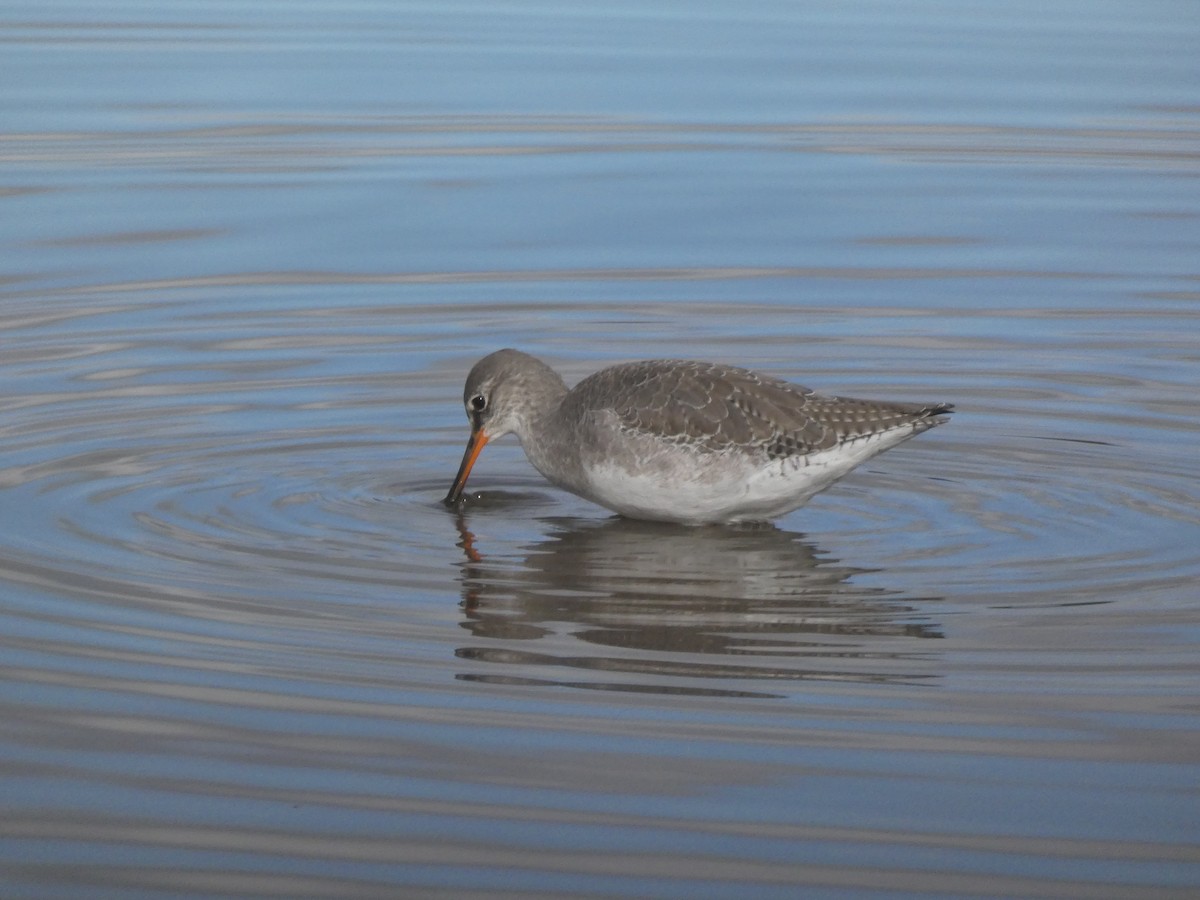 Spotted Redshank - Anonymous