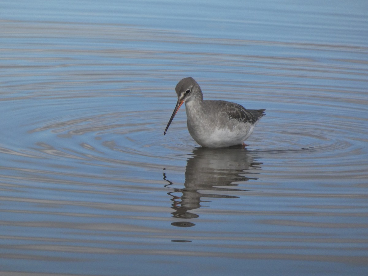 Spotted Redshank - Anonymous