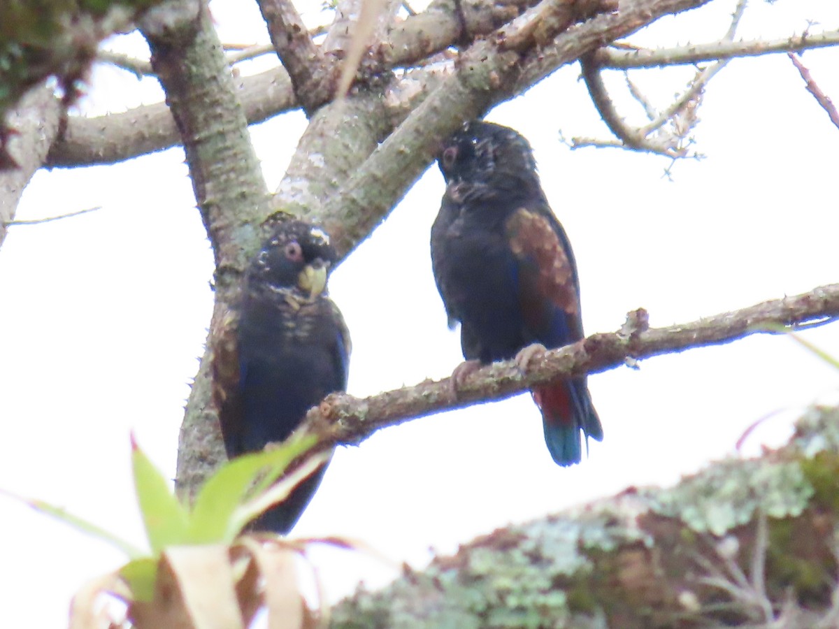 Bronze-winged Parrot - Andrés Sánchez