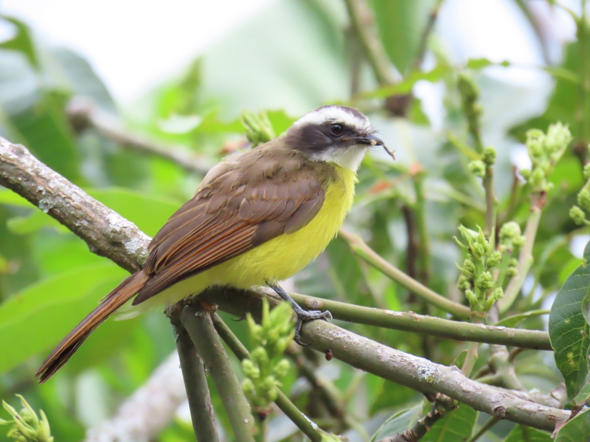 Rusty-margined Flycatcher - ML624265140