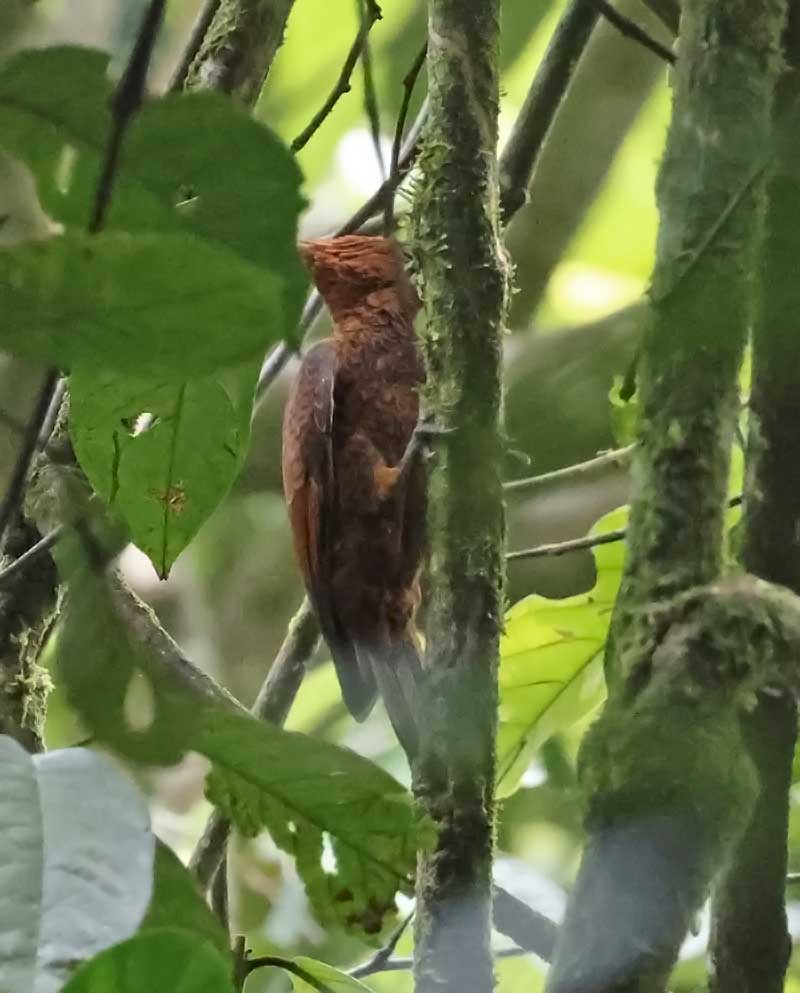 Waved Woodpecker (Scale-breasted) - ML624265205