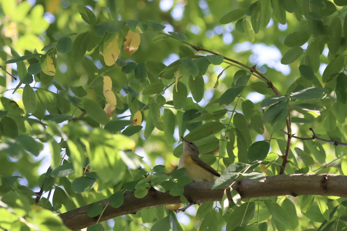 American Redstart - ML624265216