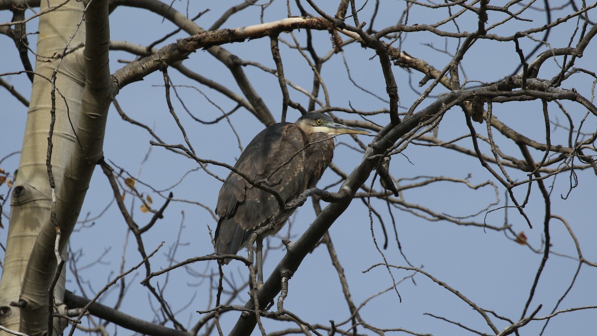 Great Blue Heron - ML624265284