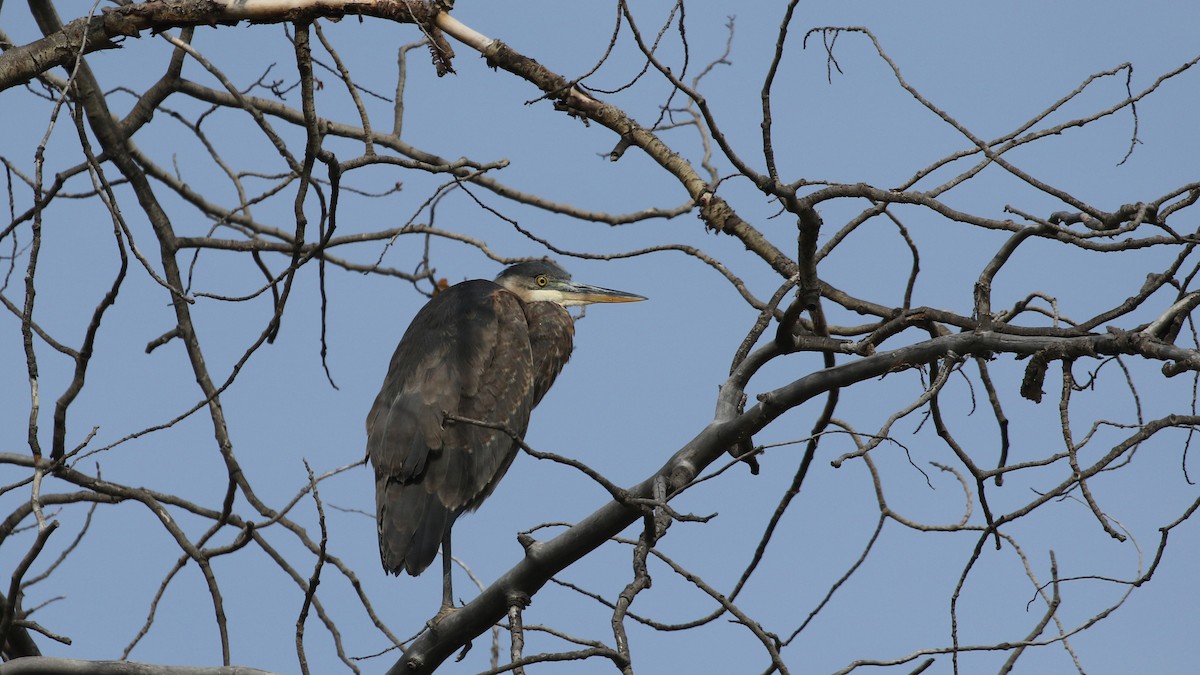 Great Blue Heron - ML624265287