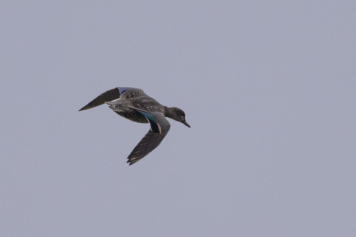 Green-winged Teal - Stephen Davies