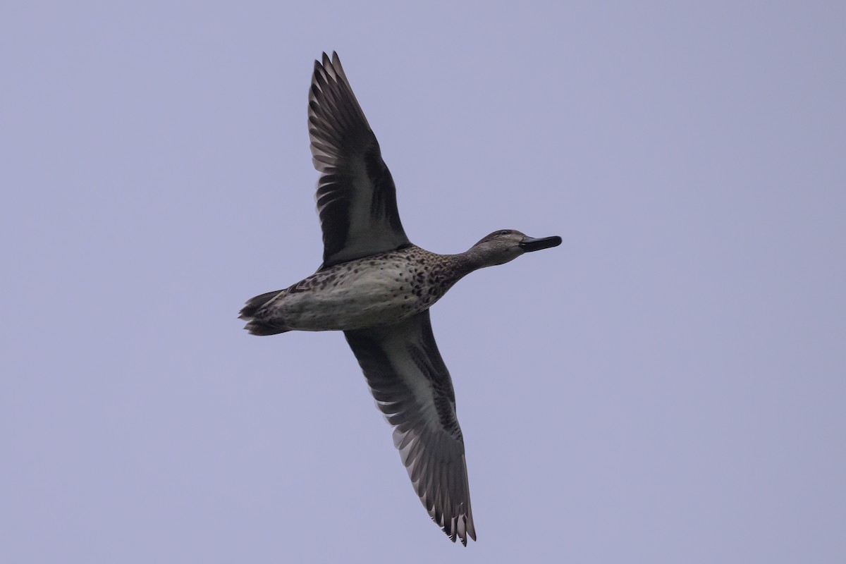 Green-winged Teal - ML624265409