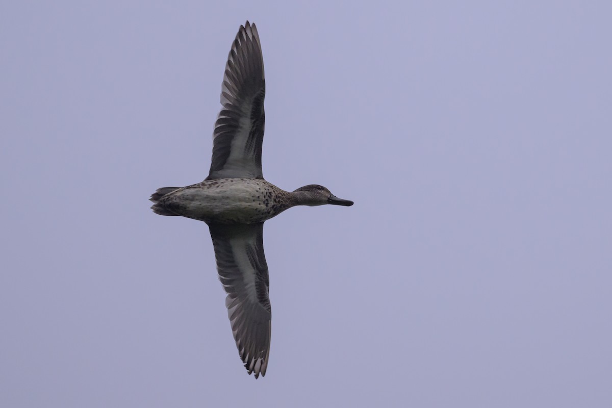 Green-winged Teal - ML624265410