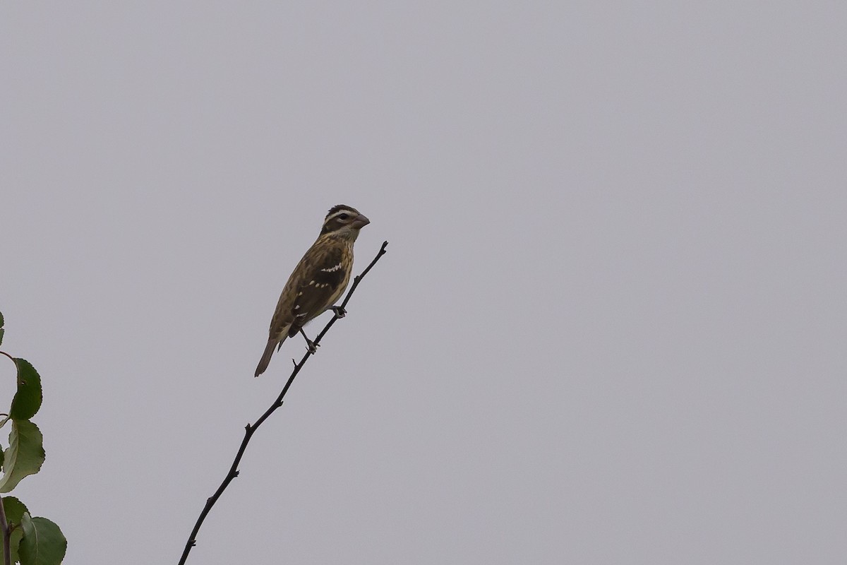 Rose-breasted Grosbeak - ML624265433