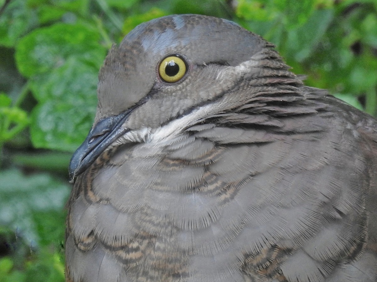 White-throated Quail-Dove - ML624265441