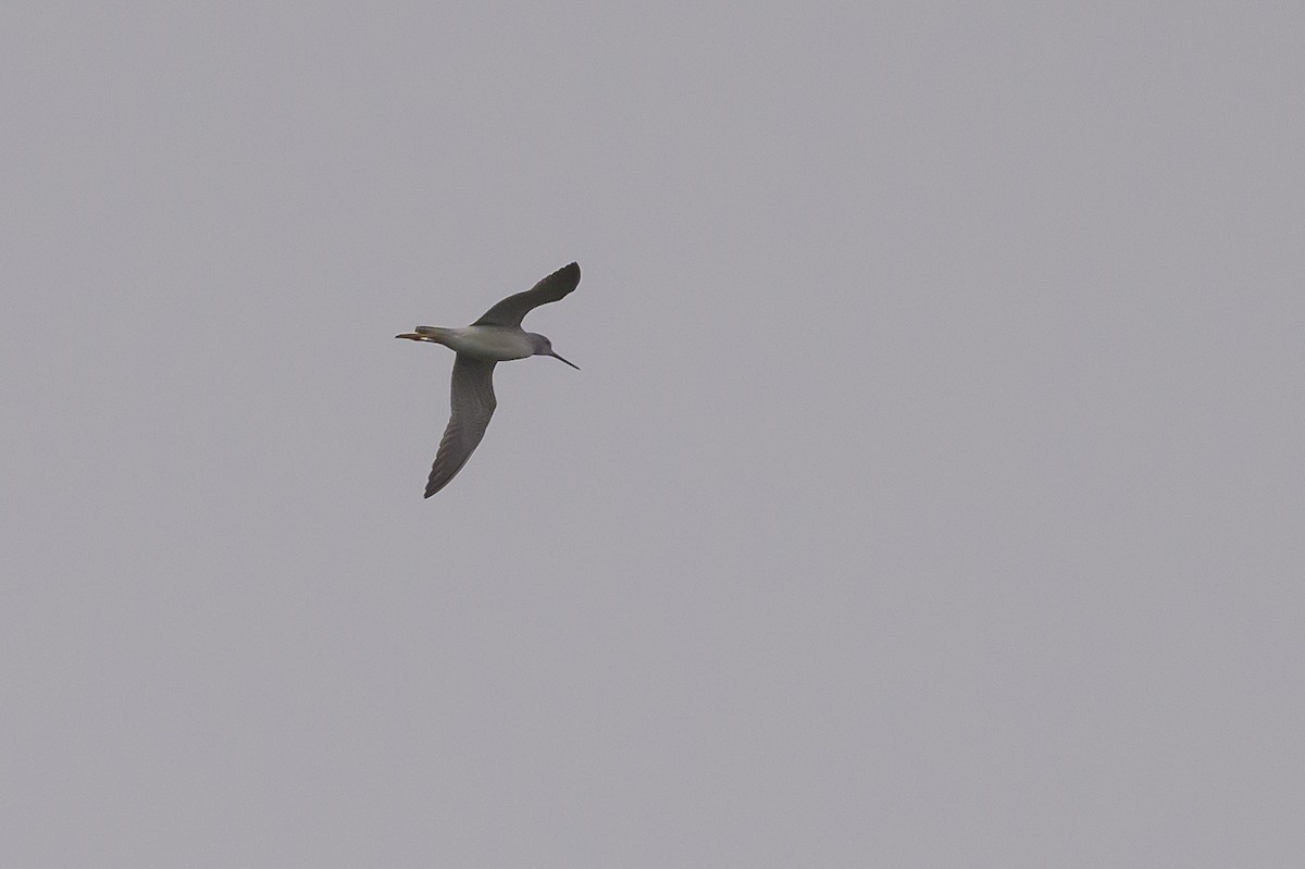 Greater Yellowlegs - ML624265442