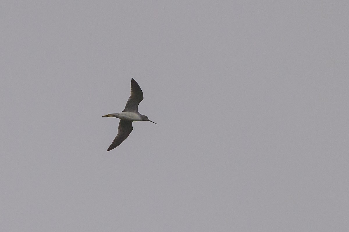 Greater Yellowlegs - ML624265443