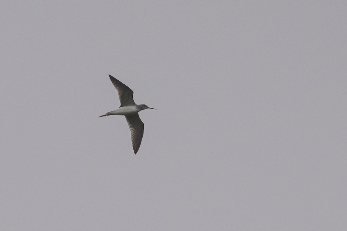 Greater Yellowlegs - ML624265444