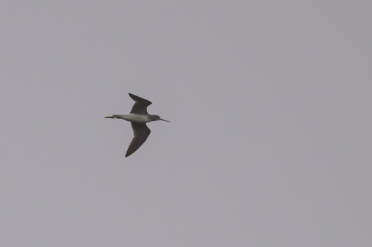 Greater Yellowlegs - ML624265445